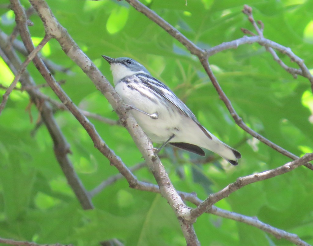 Cerulean Warbler at Sibley State Park