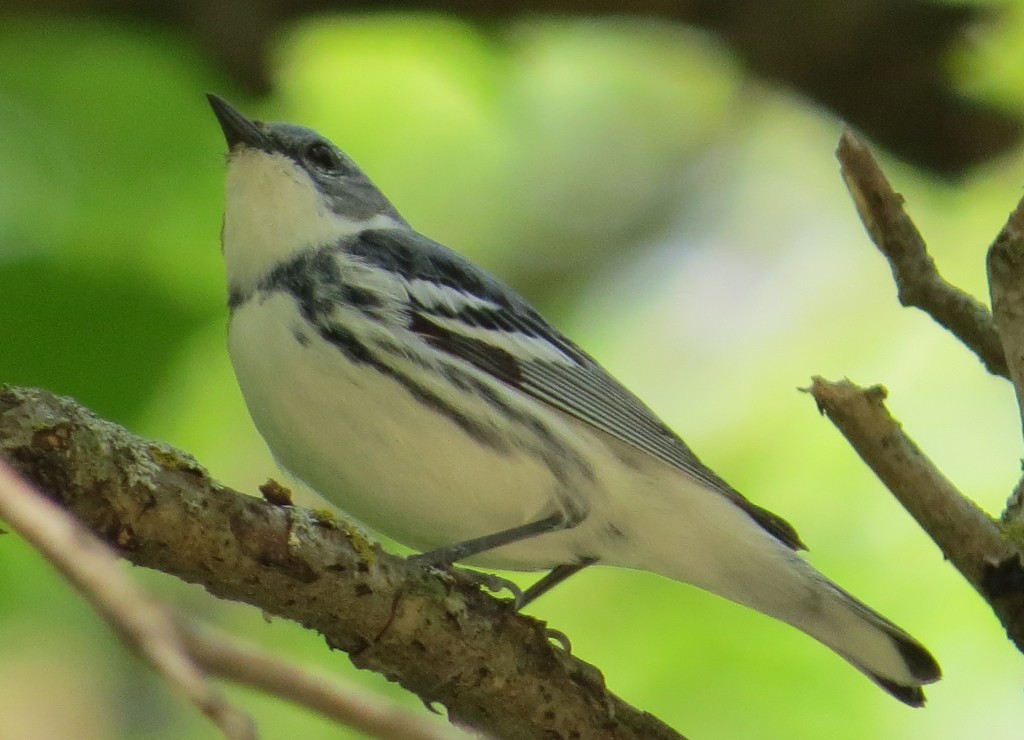 Cerulean Warbler