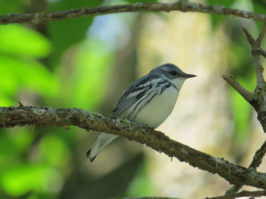 Cerulean Warbler