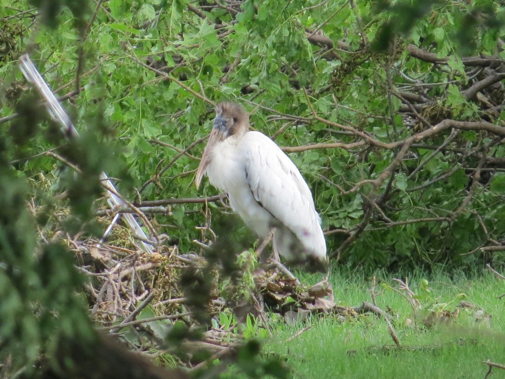 Wood Stork