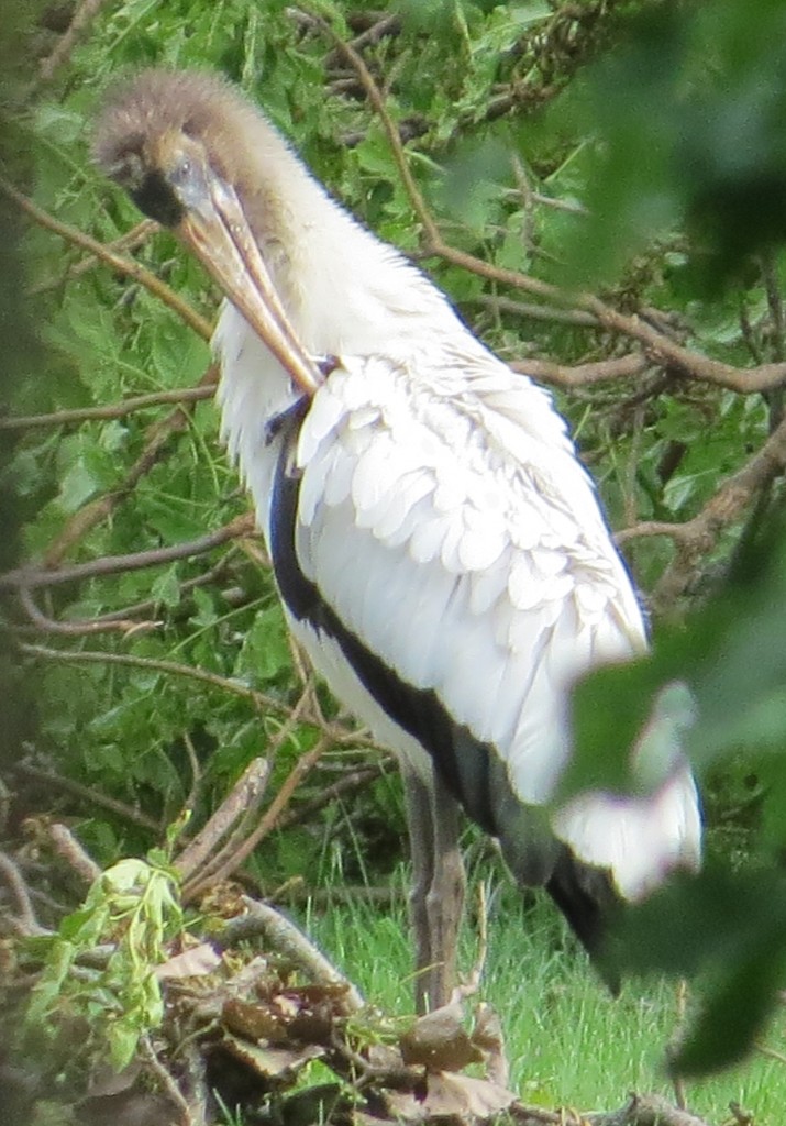 Wood Stork