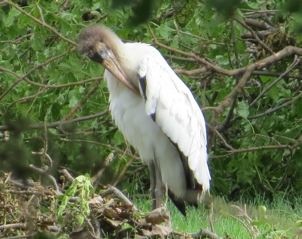 Wood Stork