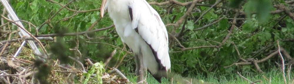 Wood Stork