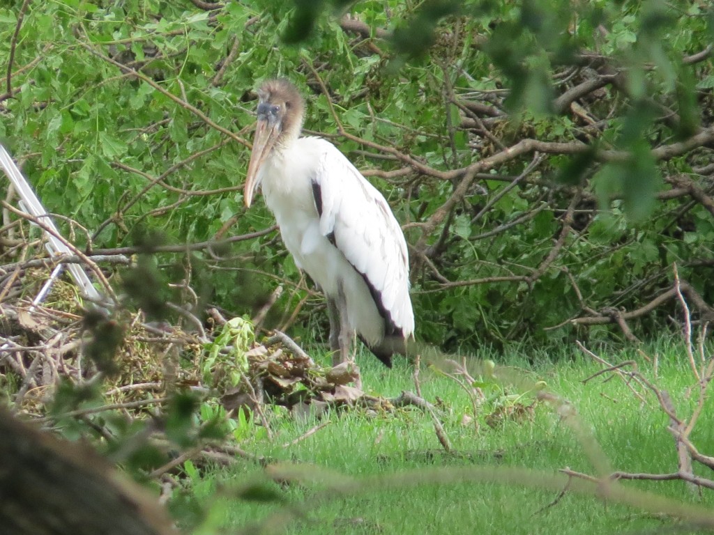 Wood Stork