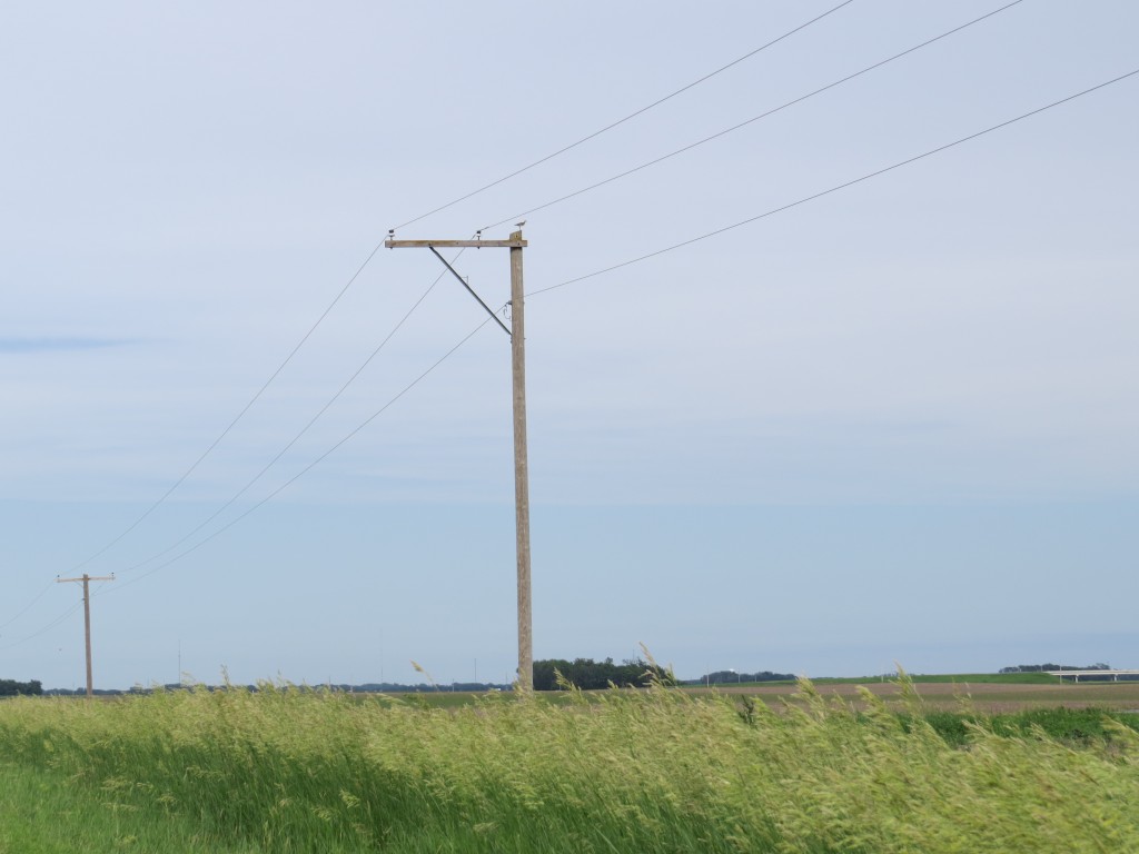 Upland Sandpiper in Faribault County