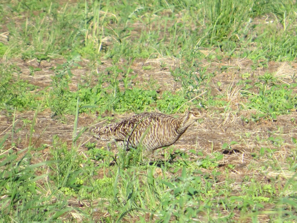 Greater Prairie Chicken