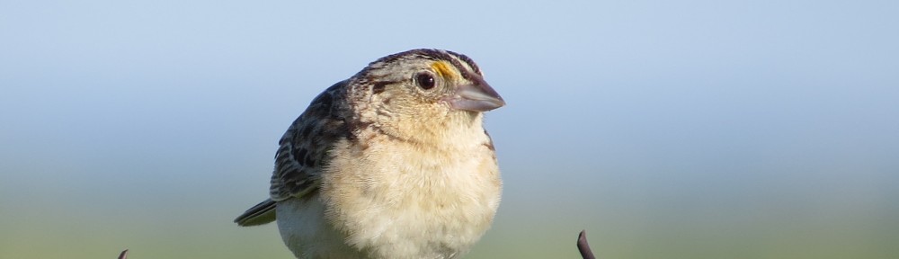 Grasshopper Sparrow