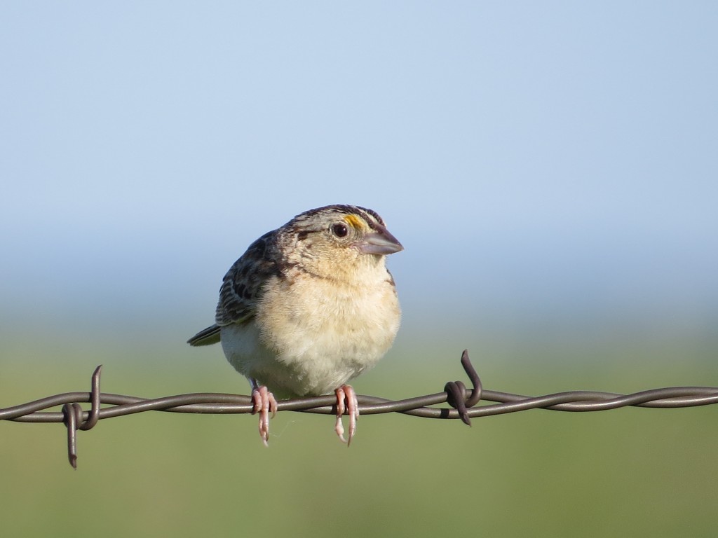 Grasshopper Sparrow