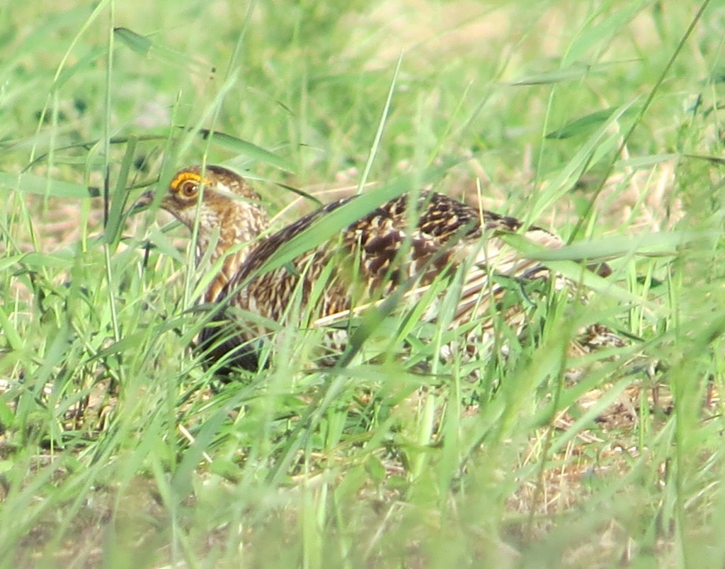 Greater Prairie Chicken