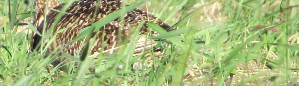 Greater Prairie Chicken