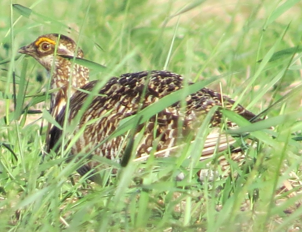 Greater Prairie Chicken