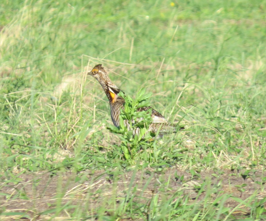 Greater Prairie Chicken