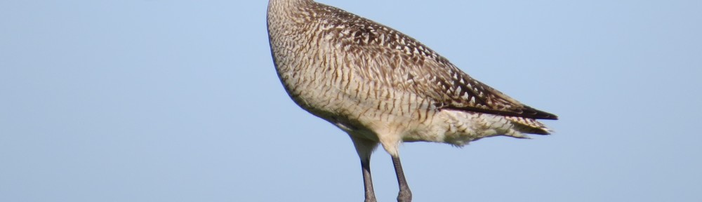 Marbled Godwit