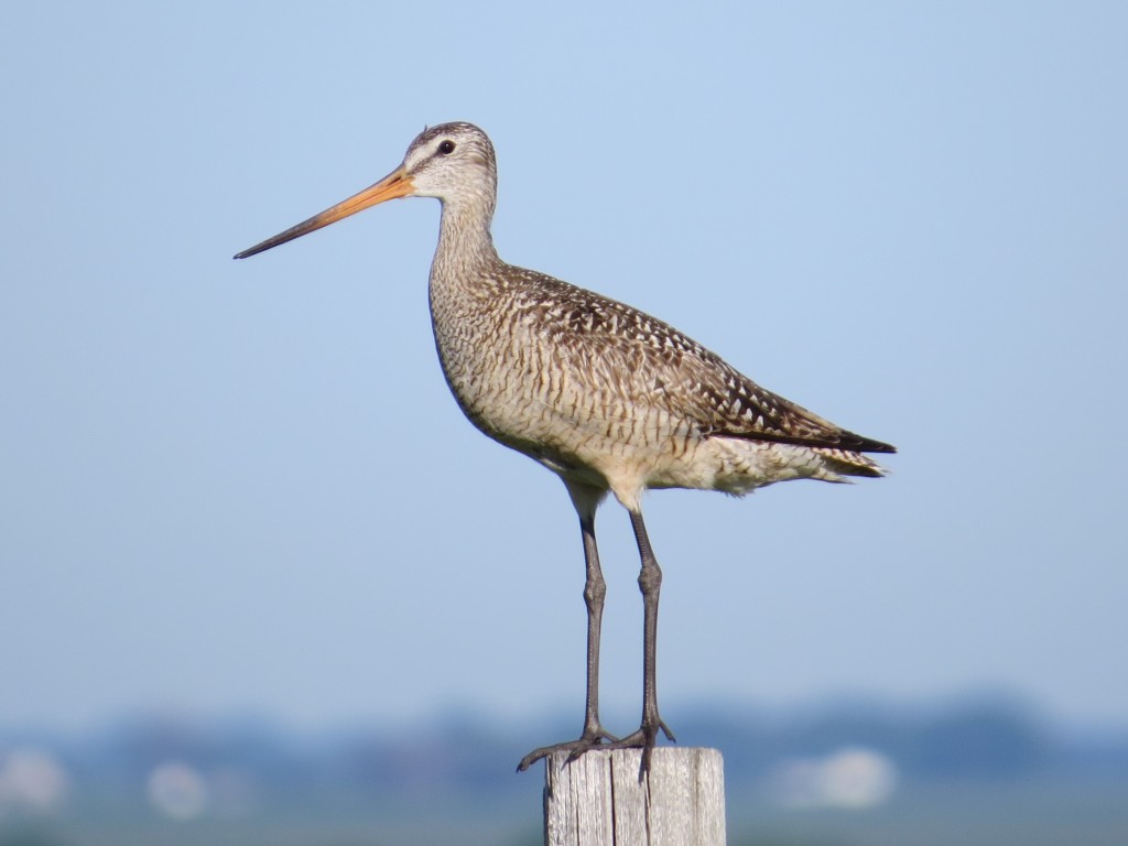 Marbled Godwit