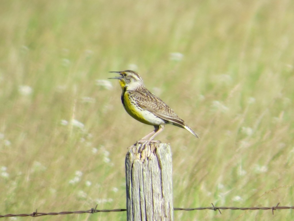 Western Meadowlark