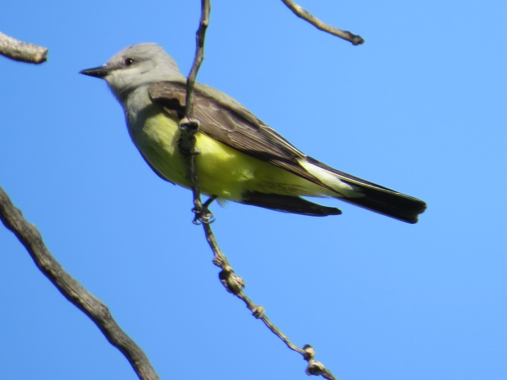 Western Kingbird