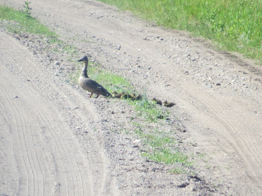 Momma Blue-winged Teal and Brood