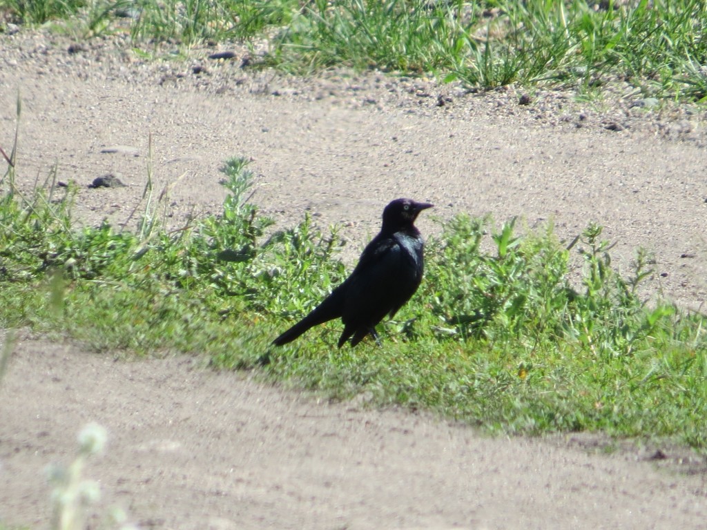 Brewer's Blackbird