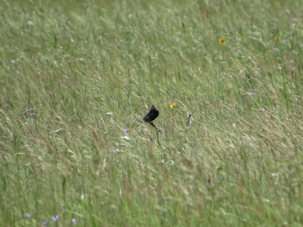 Chestnut-Collared Longspur