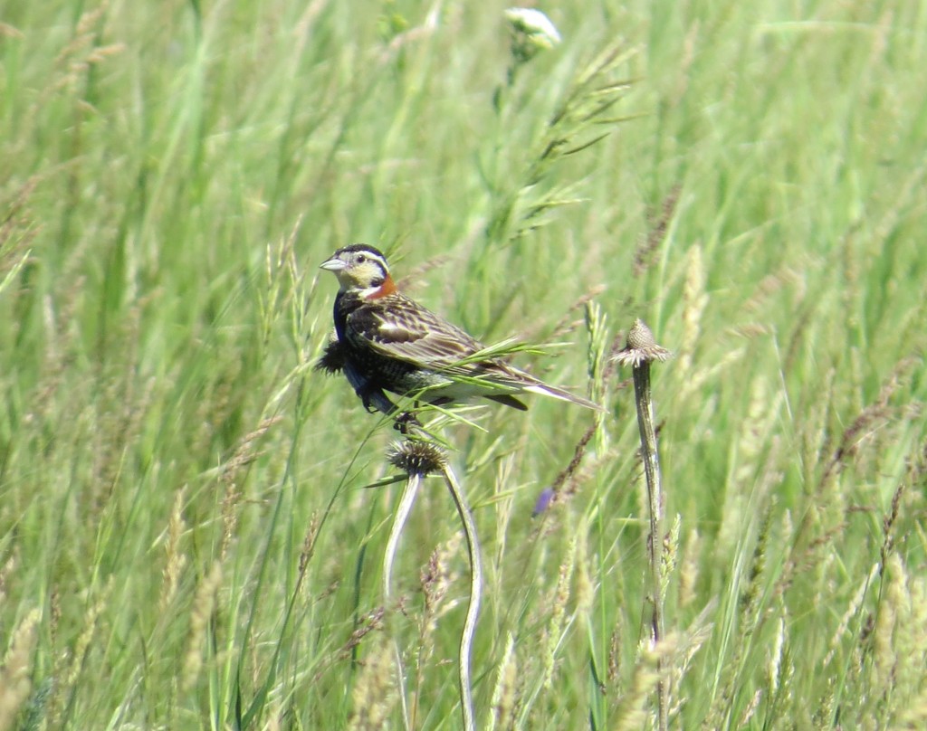 Chestnut-collared Longspur