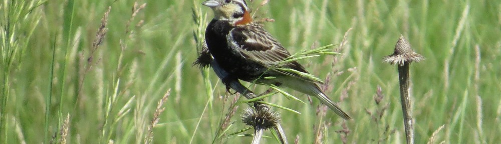 Chestnut-collared Longspur - The Best Longspur