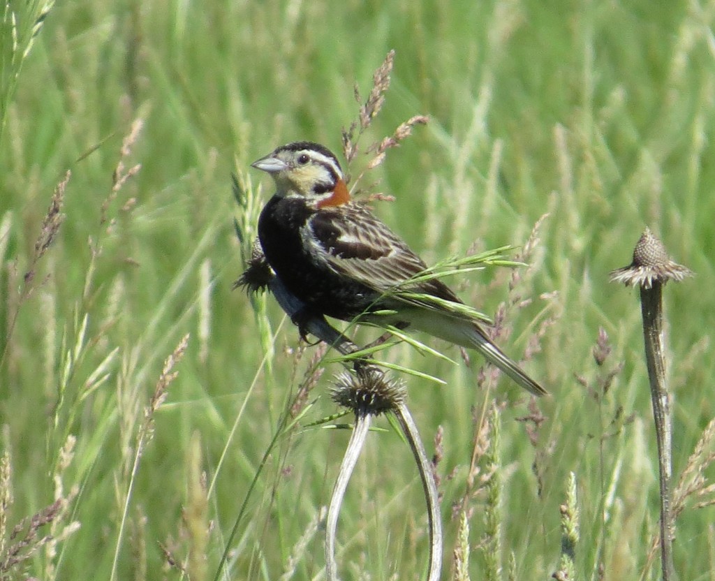 Chestnut-collared Longspur - The Best Longspur