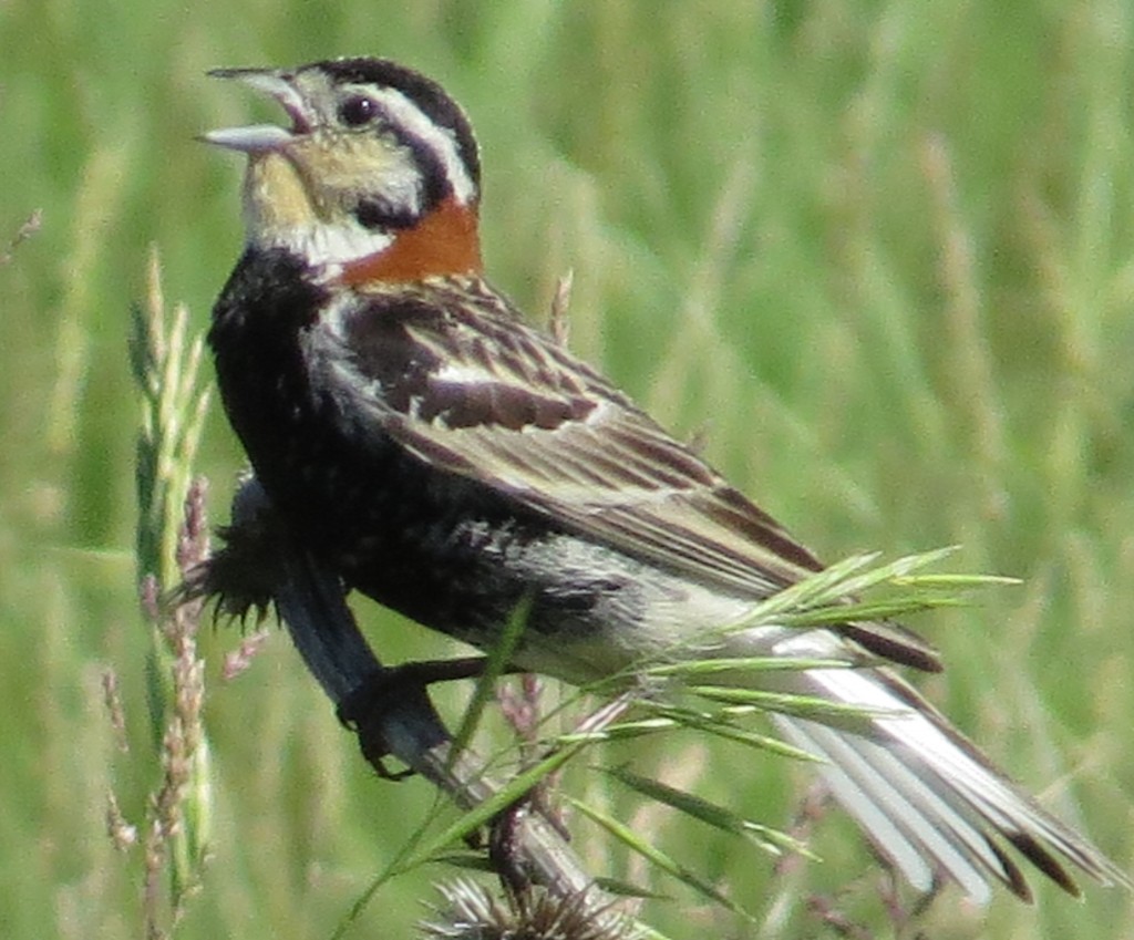 Chestnut-collared Longspur