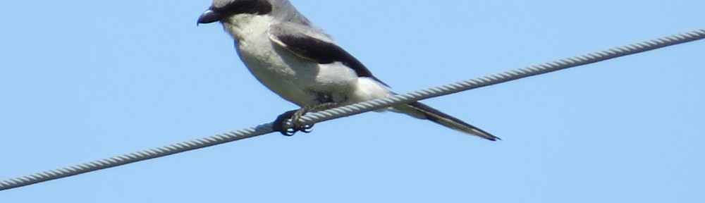 Loggerhead Shrike along Co. Rd. 118 about 2 miles east of MN Hwy 9