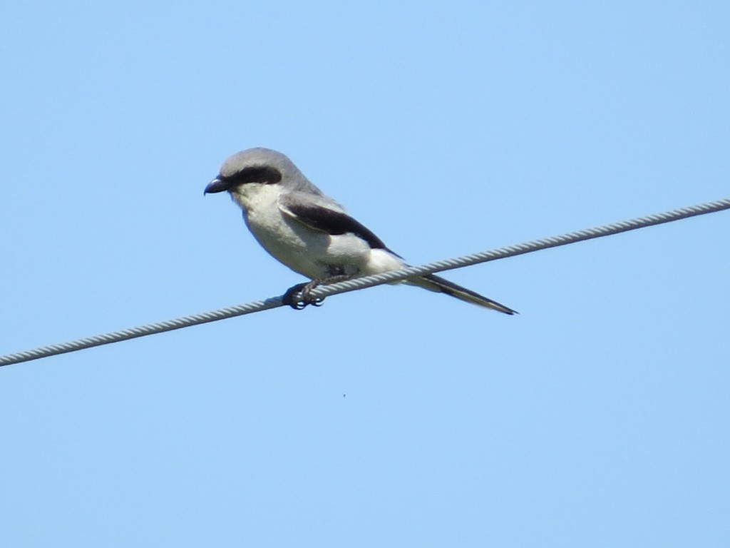 Loggerhead Shrike along Co. Rd. 118 about 2 miles east of MN Hwy 9 