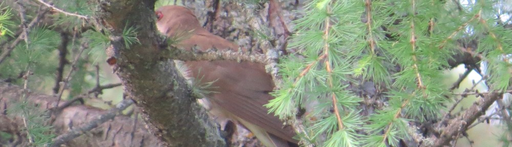 Black-billed Cuckoo