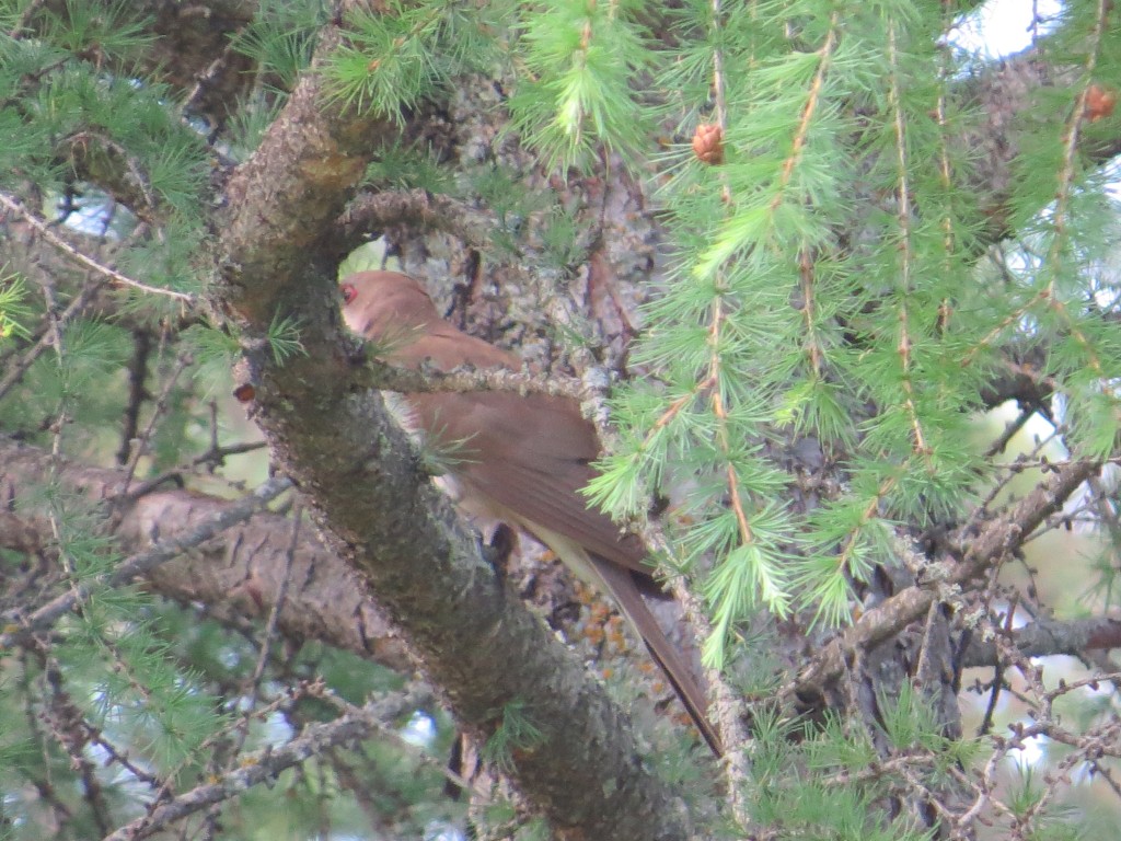 Black-billed Cuckoo