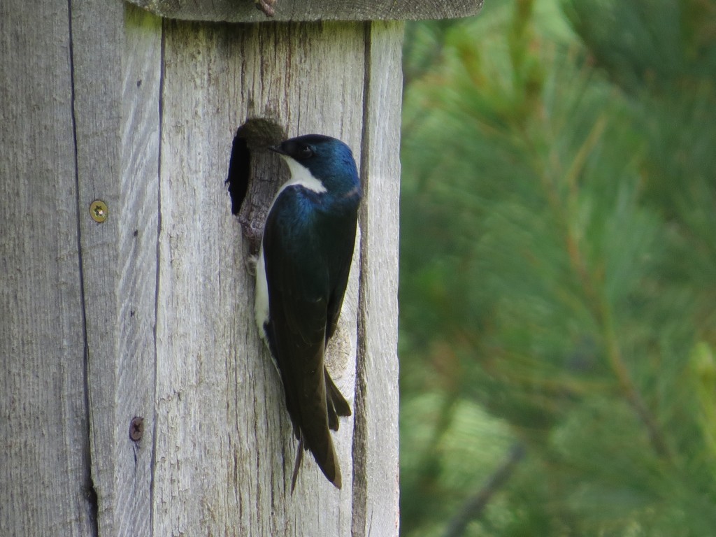 Tree Swallow