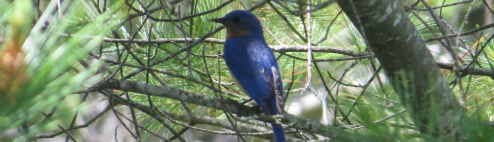 Eastern Bluebird