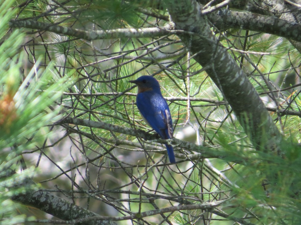 Eastern Bluebird