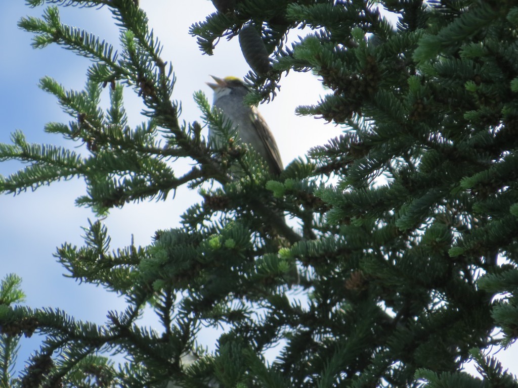 White-throated Sparrow singing his "Oh, sweet Canada, Canada!" song with great gusto