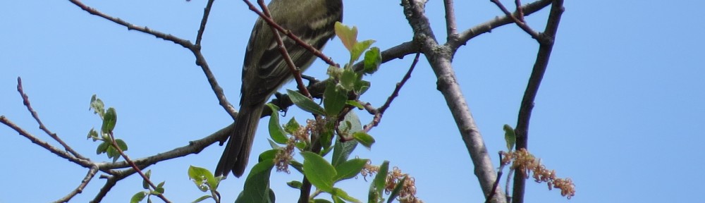 Alder Flycatcher