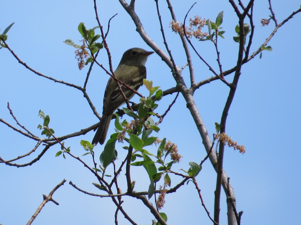 Alder Flycatcher