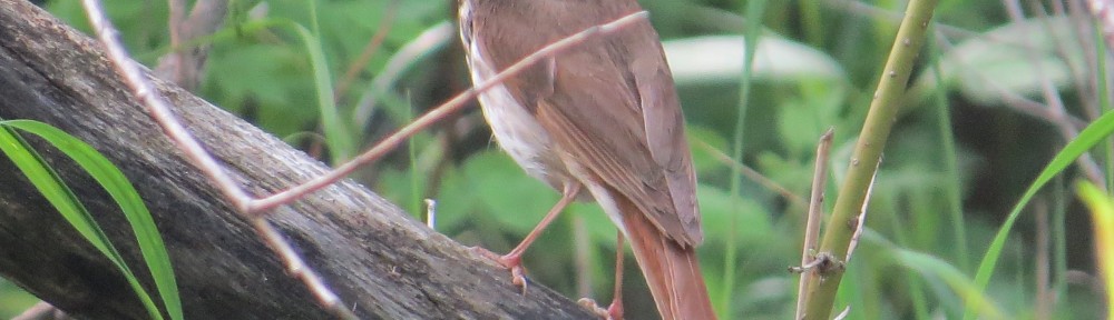 Hermit Thrush