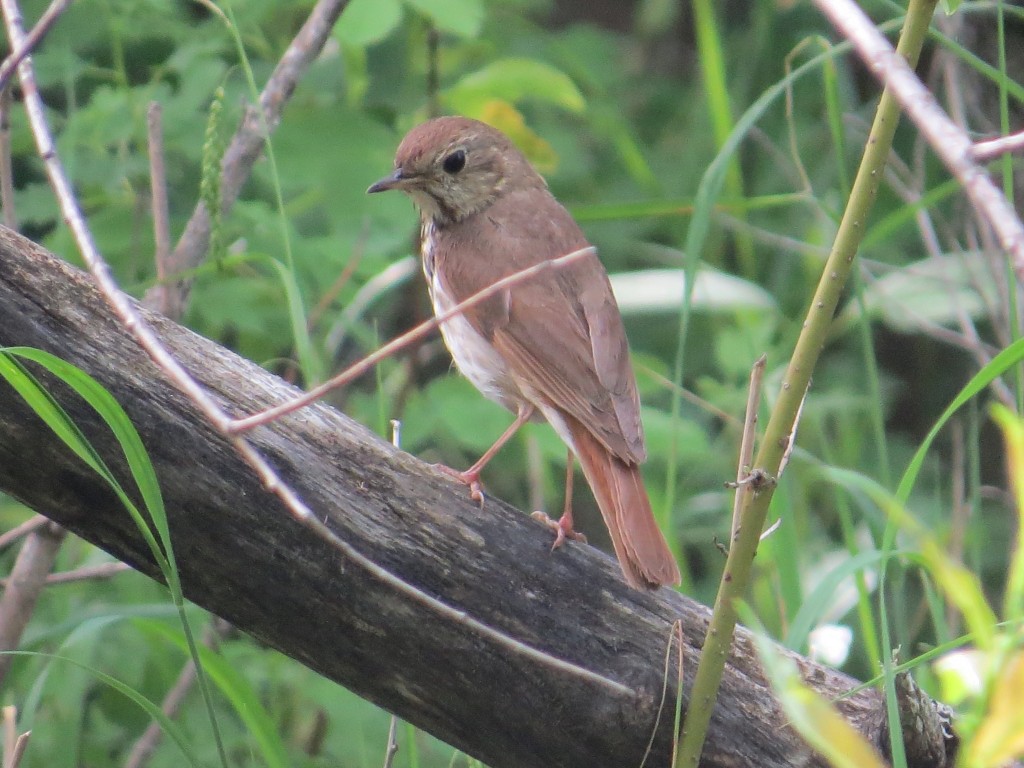 Hermit Thrush