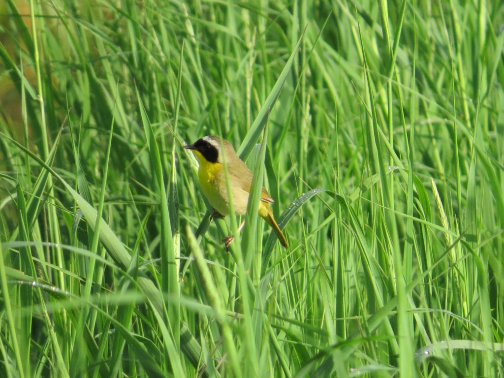 Common Yellowthroat