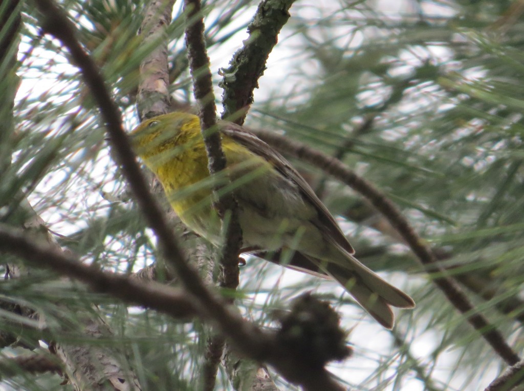 Pine Warbler