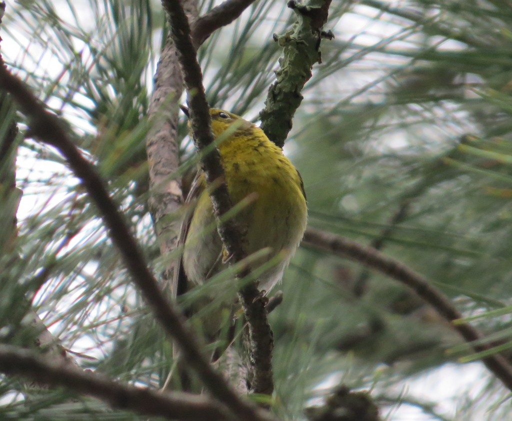 Pine Warbler