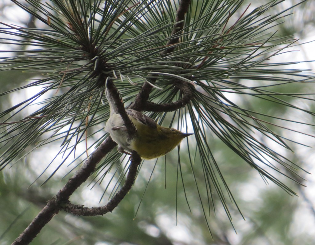 Pine Warbler