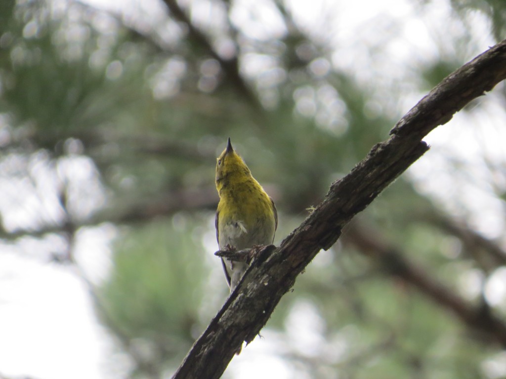 Pine Warbler