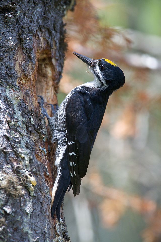Black-backed Woodpecker - Image courtesy of Wikipedia