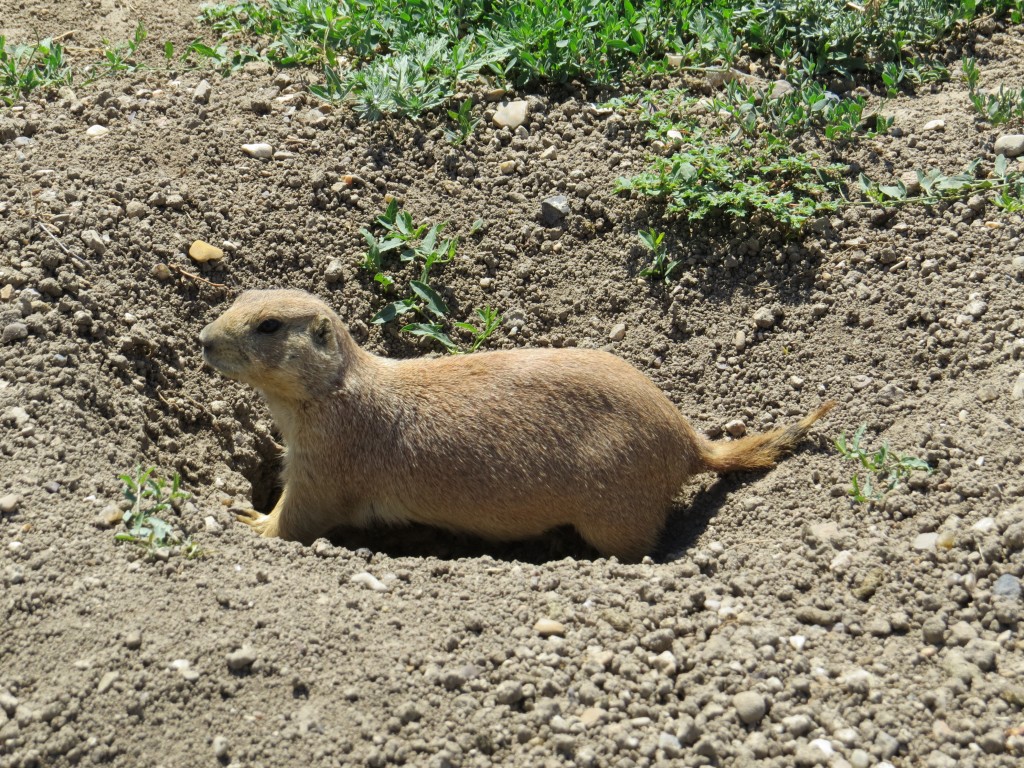 Prairie Dog