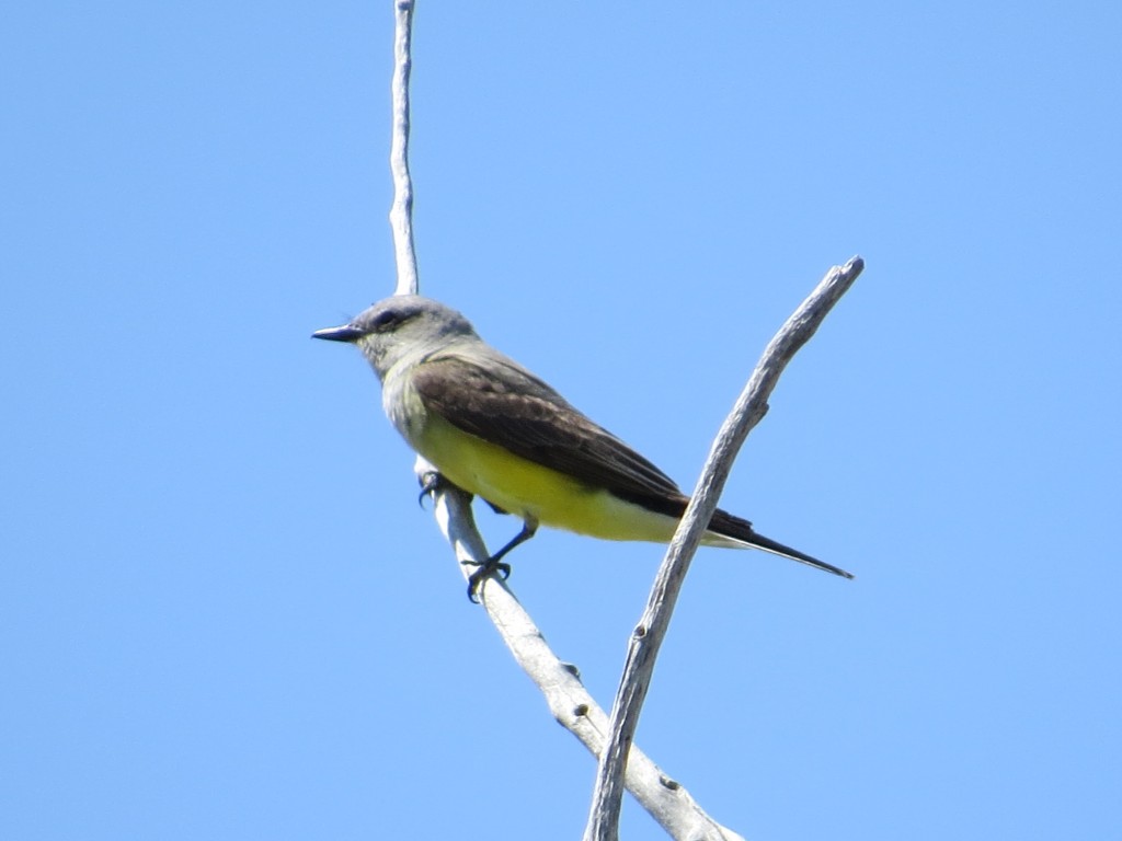 Western Kingbird