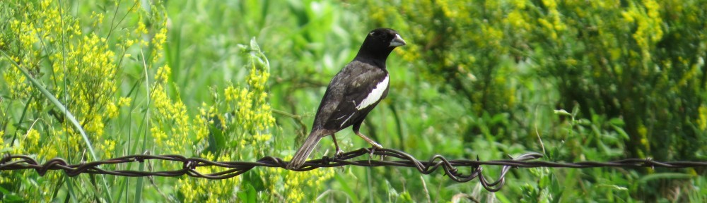 Lark Bunting