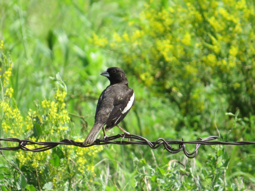 Lark Bunting