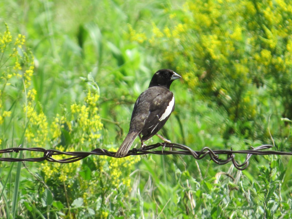 Lark Bunting